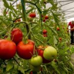 cientificos-utilizan-mutaciones-geneticas-para-crear-un-mejor-tomate